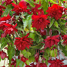 5 Bégonias retombants Scarlet - Begonia pendula 'scarlet' - Willemse