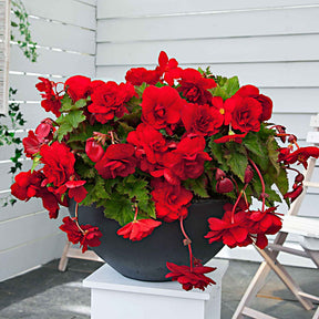 5 Bégonias retombants Scarlet - Willemse