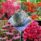 14 Vivaces Bees and Butterflies en mélange - Willemse