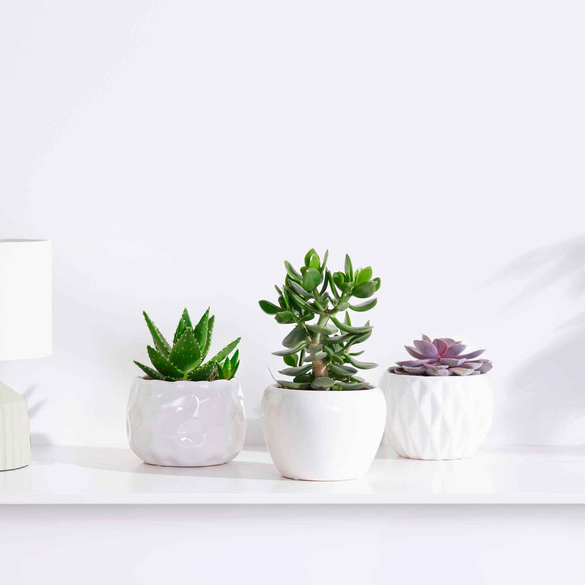 Collection de 3 succulentes - Crassula 'Minova Magic' et 2 Gasterias - Willemse