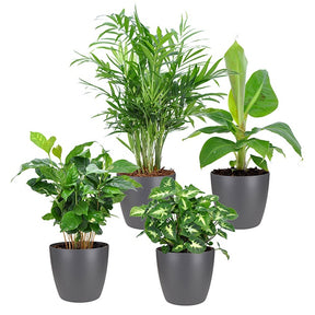 Plantes d'intérieur tropicales et ses cache-pots gris ELHO - Chamaedorea, Syngonium, Musa, Coffea 'Fresh' - Willemse