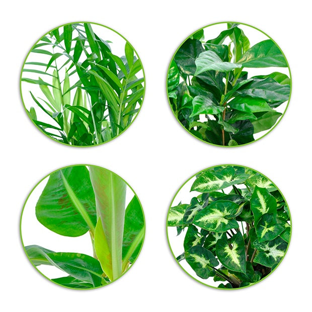 Chamaedorea, Syngonium, Musa, Coffea 'Fresh' - Plantes d'intérieur tropicales et ses cache-pots gris ELHO - Plantes dépolluantes
