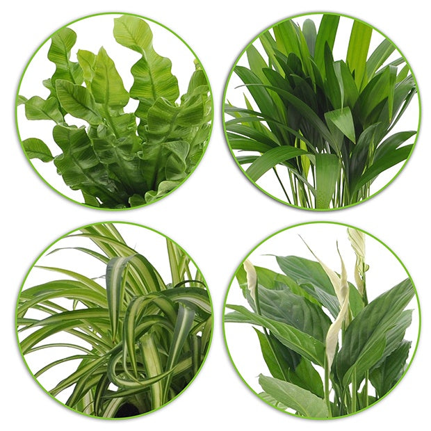 Dypsis, Chlorophytum, Asplenium, Spathiphyllum - Collection de plantes dépolluantes et ses cache-pots blancs ELHO - Plantes tropicales