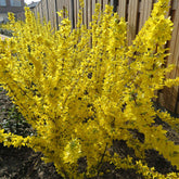 Forsythia Mikador - Willemse