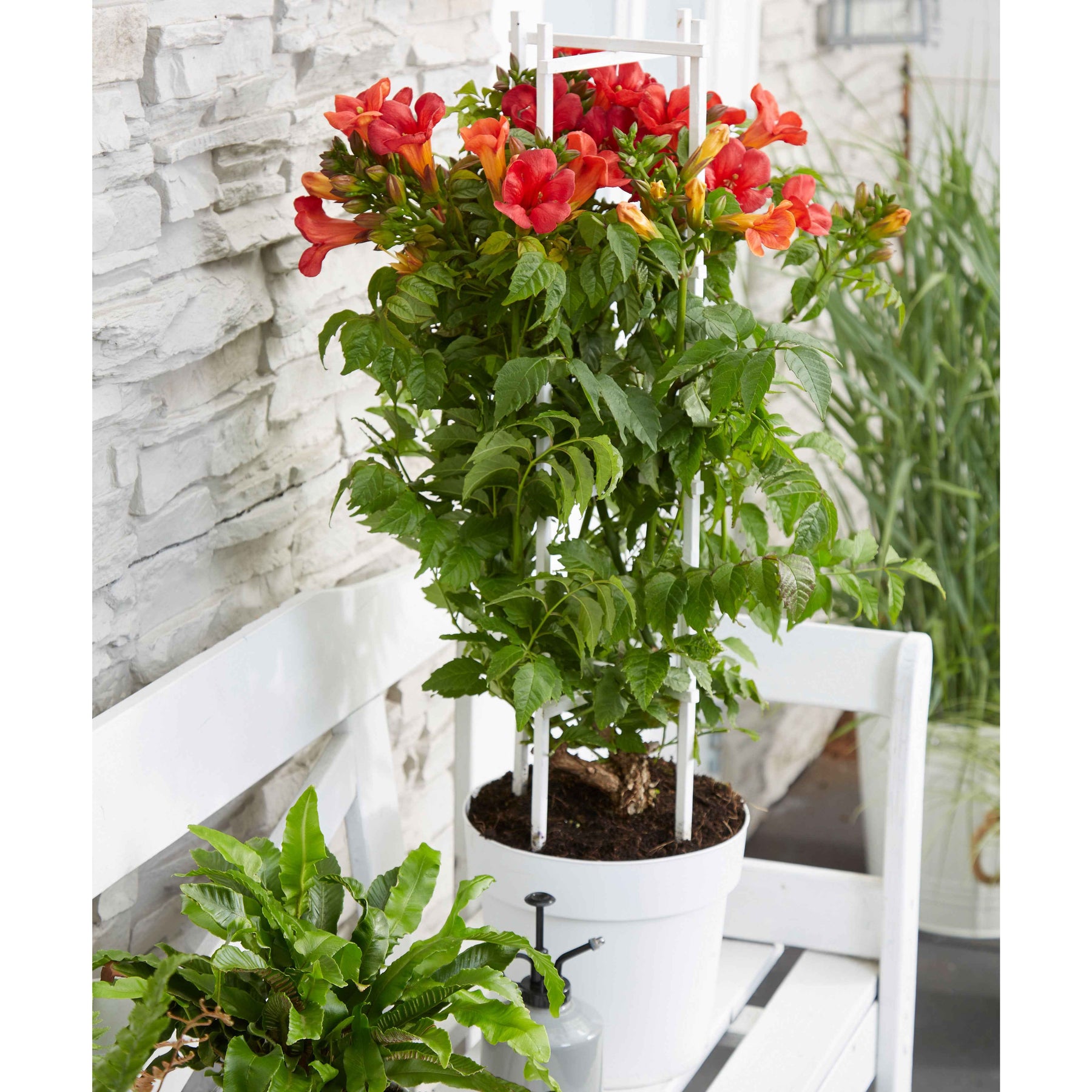 Campsis x tagliabuana 'fire trumpet' - Bignone Fire Trumpet - Bignone