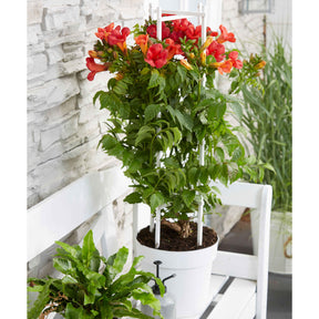 Campsis x tagliabuana 'fire trumpet' - Bignone Fire Trumpet - Bignone