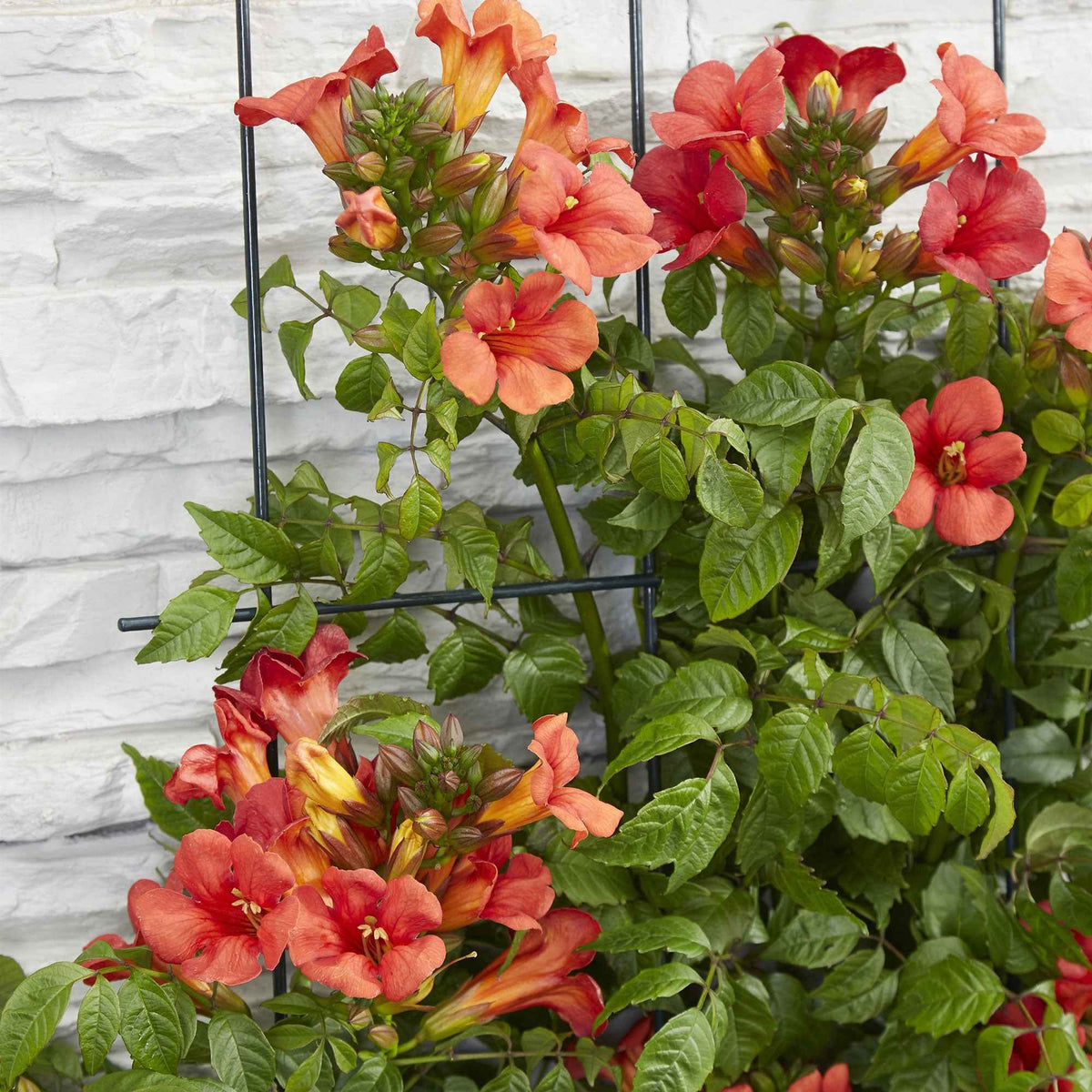 Bignone Fire Trumpet - Campsis x tagliabuana 'fire trumpet' - Willemse