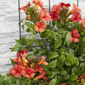 Bignone Fire Trumpet - Campsis x tagliabuana 'fire trumpet' - Willemse