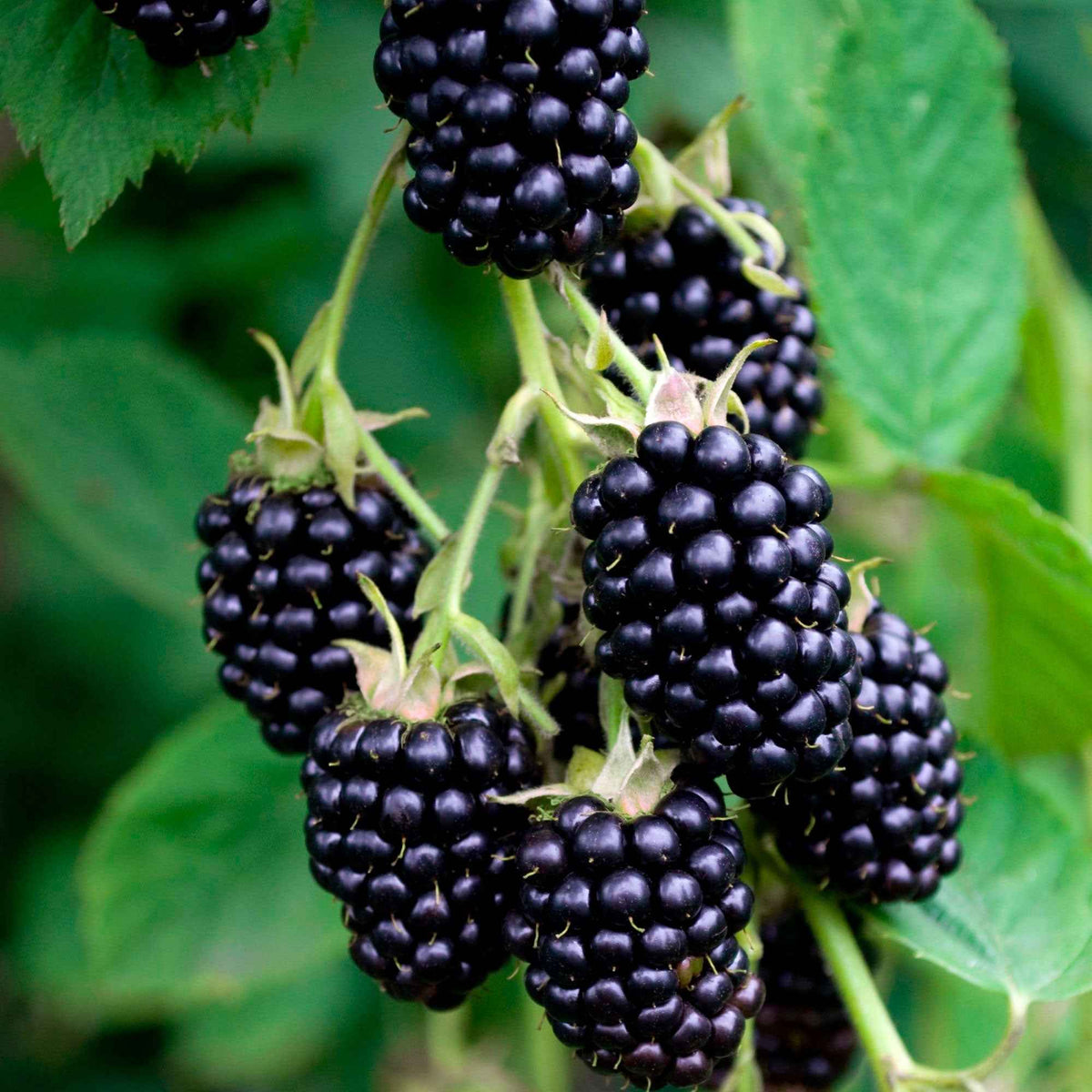 Mûrier de Corée Mulle - Morus acidosa Mulle - Willemse