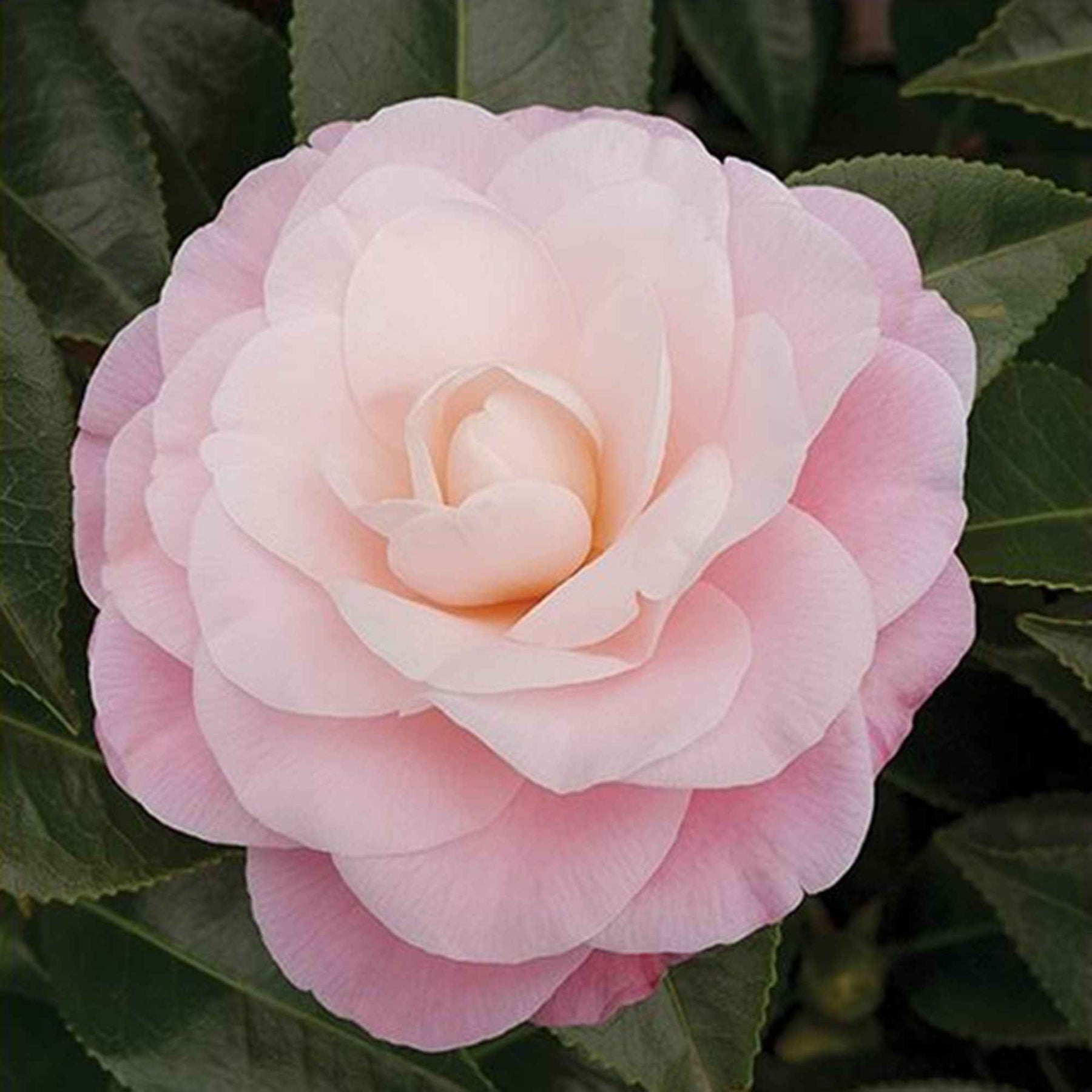 Camélia du Japon Nuccio's Cameo - Willemse