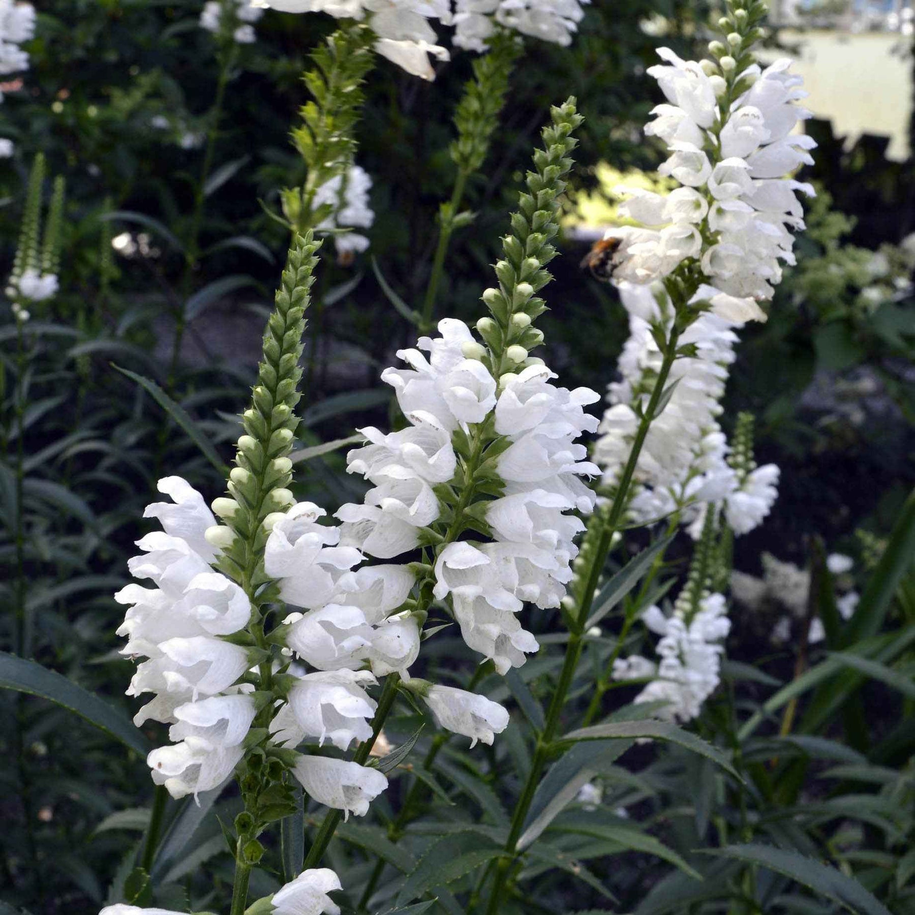 Cataleptique Alba - Willemse