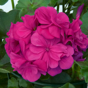 Pelargonium zonale 'dark lilac' - Géranium zonale 'Dark Lilac' - Géranium de balcon