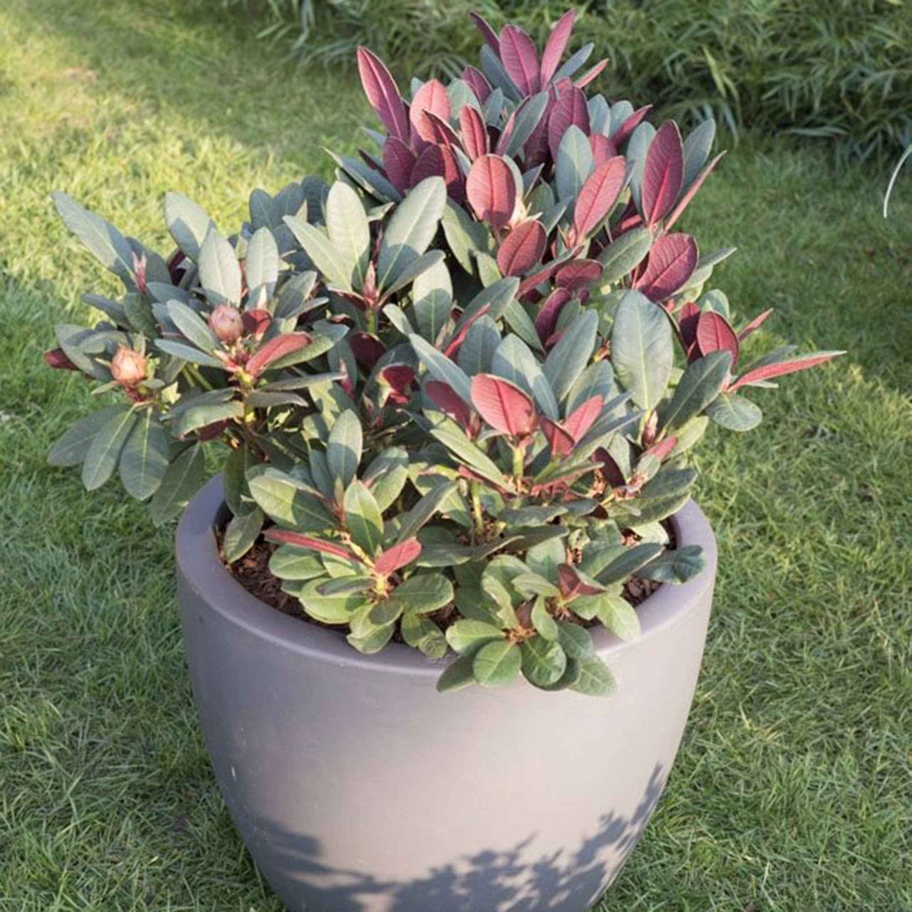 Rhododendron Wine & Roses - Rhododendron  Wine & Roses - Willemse