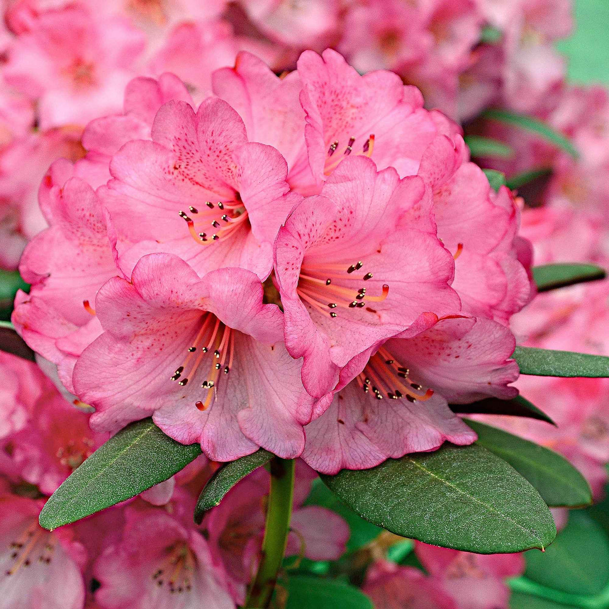 Rhododendron Wine & Roses - Willemse