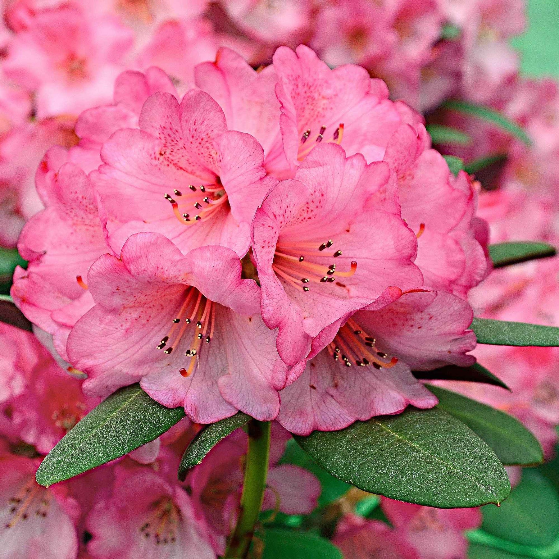 Rhododendron Wine & Roses - Willemse