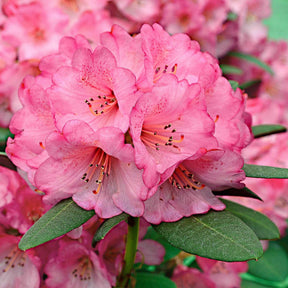 Rhododendron Wine & Roses - Willemse