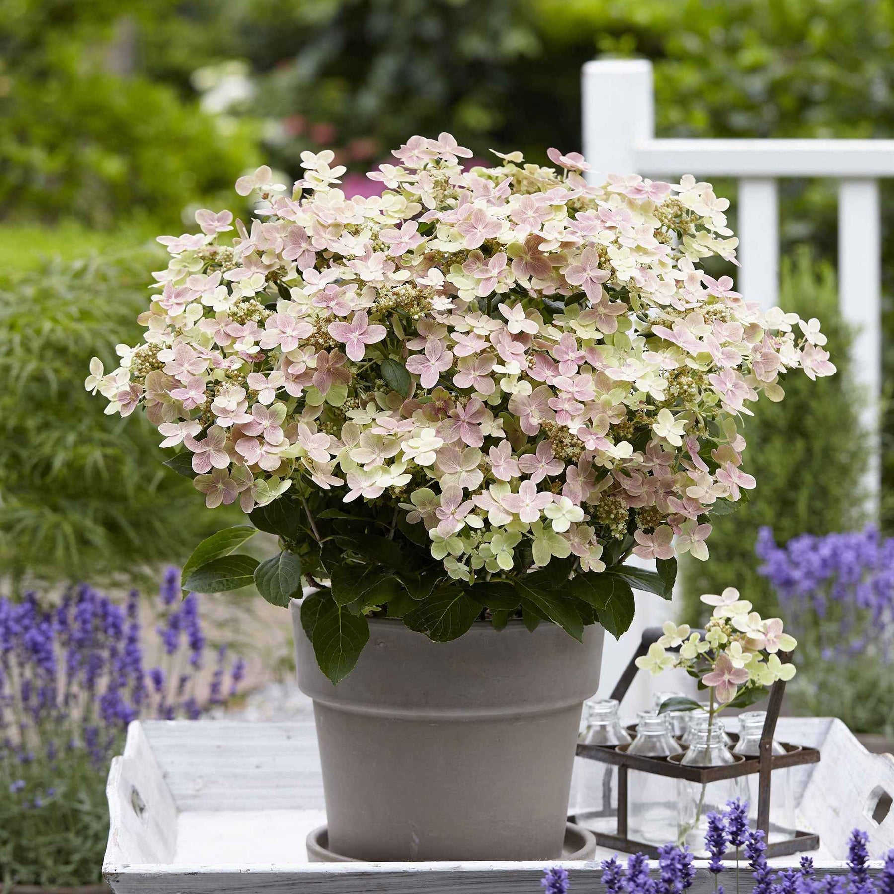 Hortensia paniculé Polestar