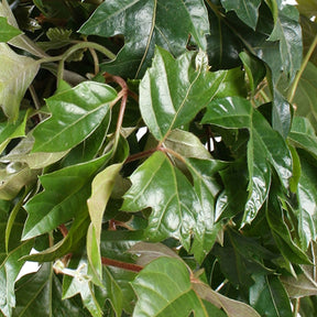 Cissus ellen danica - Cissus Ellen Danica - Plantes retombantes