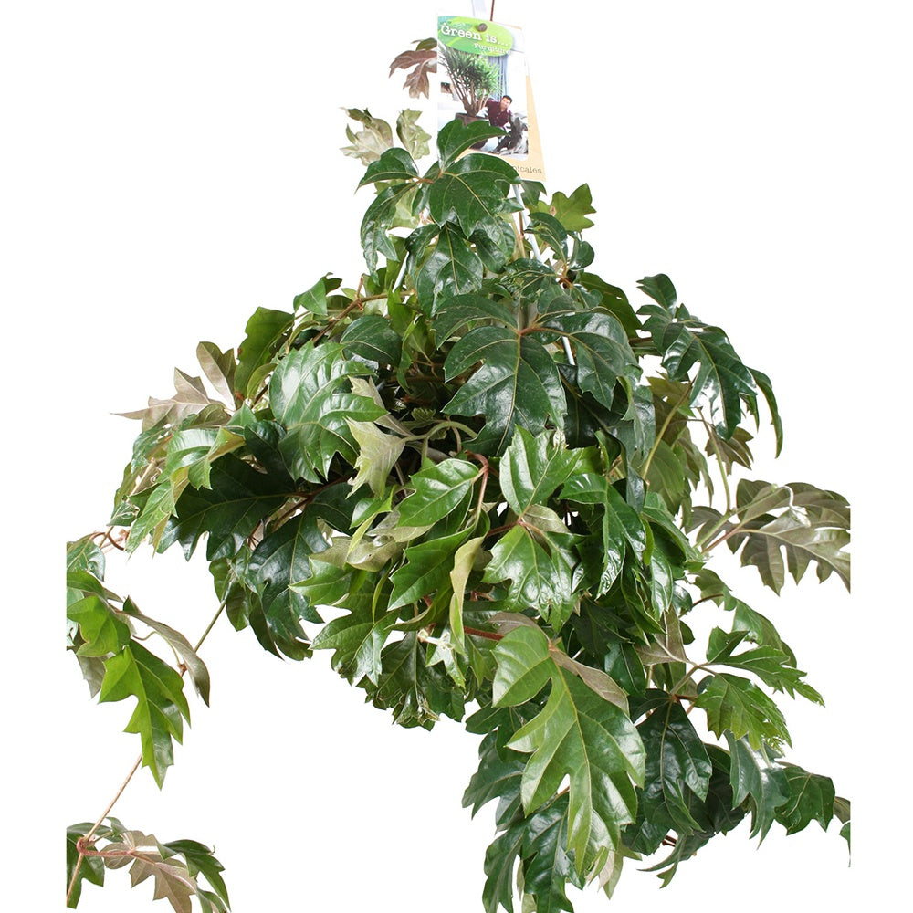 Plantes retombantes - Cissus Ellen Danica - Cissus ellen danica