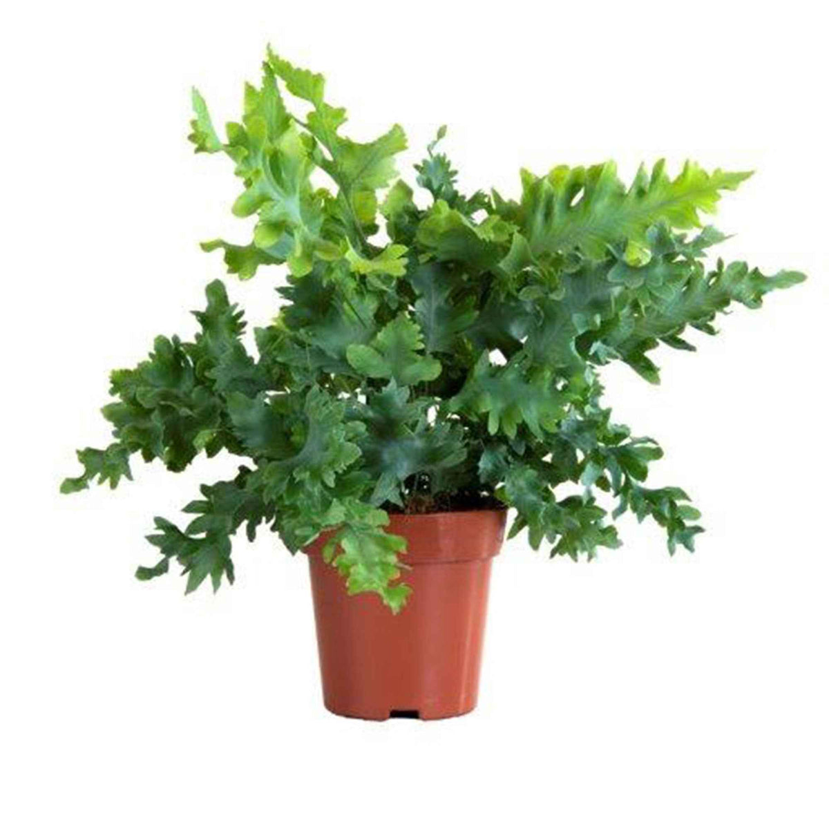 Fougère 'Davana' - Phlebodium aureum 'Davana' - Willemse