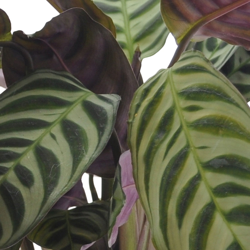 Ctenanthe burle marxii, ctenanthe amagris, syngonium pixie® - Collection de 3 plantes d'intérieur à feuillage marbré - Collections de plantes d'intérieur