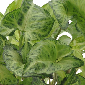 Collections de plantes d'intérieur - Collection de 3 plantes d'intérieur à feuillage marbré - Ctenanthe burle marxii, ctenanthe amagris, syngonium pixie®