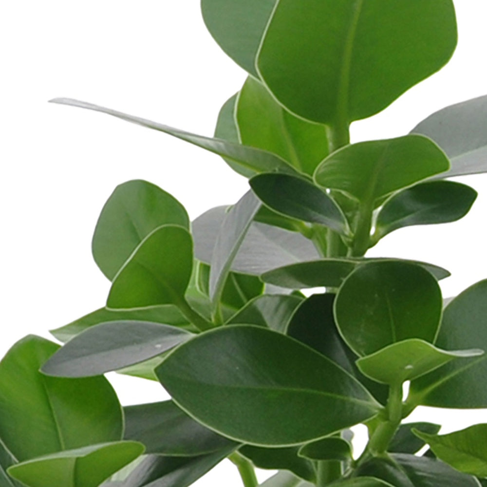 Clusia, Asplenium 'Crispy Wave', Dypsis - Collection de 3 plantes purificatrices d'air - Collections de plantes d'intérieur