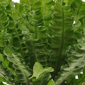 Collections de plantes d'intérieur - Collection de 3 plantes purificatrices d'air - Clusia, Asplenium 'Crispy Wave', Dypsis