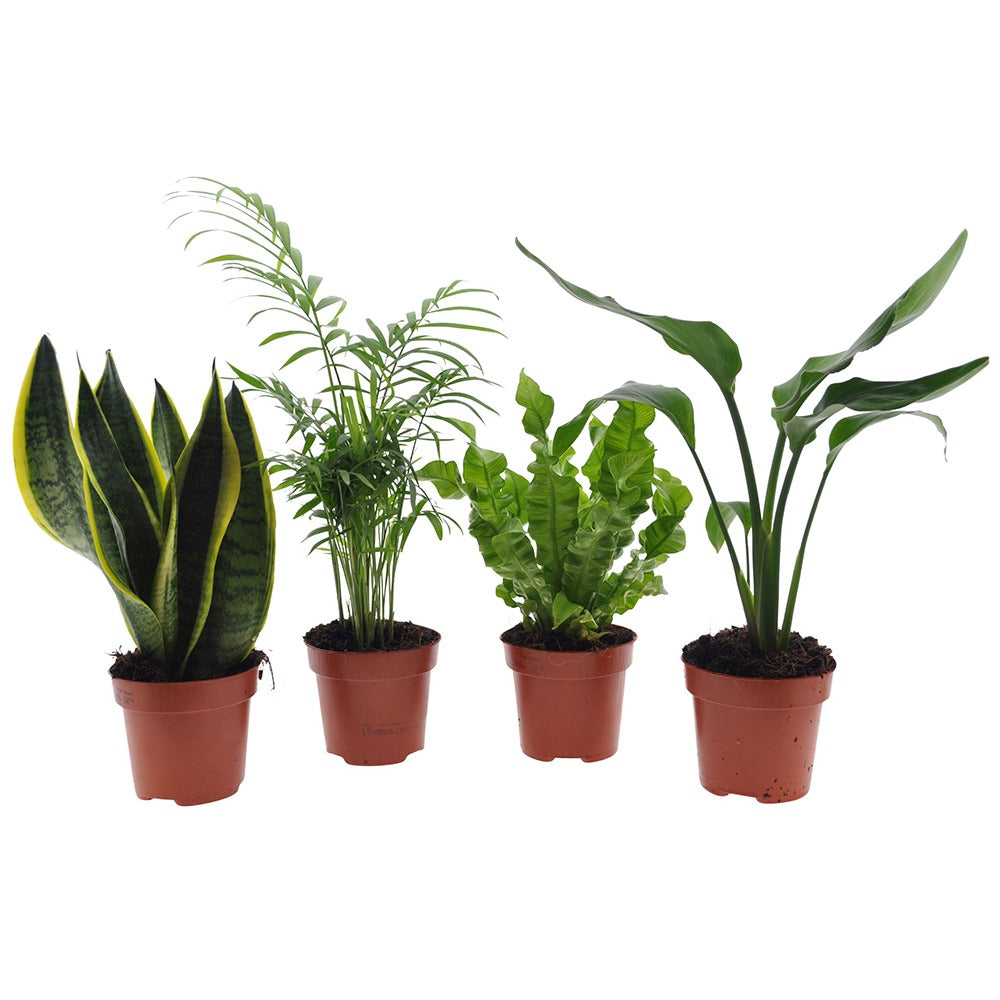Collection de 4 plantes d'intérieur vertes -  strelitzia, chamaedorea, asplenium crispy wave, sansevieria - Willemse