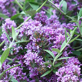 Arbre à papillons nain Unique - Buddleja alternifolia 'unique' - Willemse