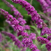 Arbre à papillons Berries & Cream - Willemse