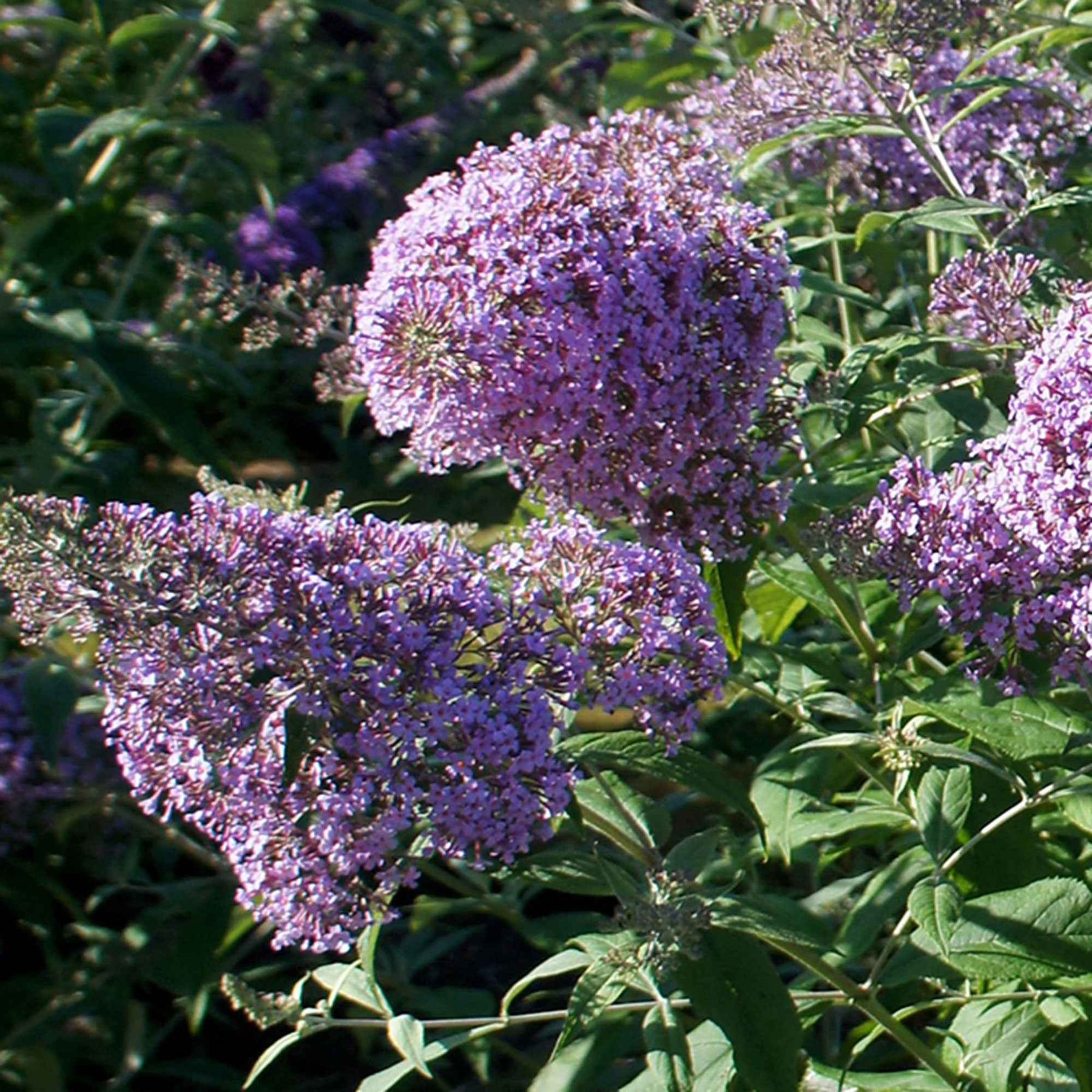 Arbre à papillons Gulliver - Buddleja davidii 'gulliver' - Willemse