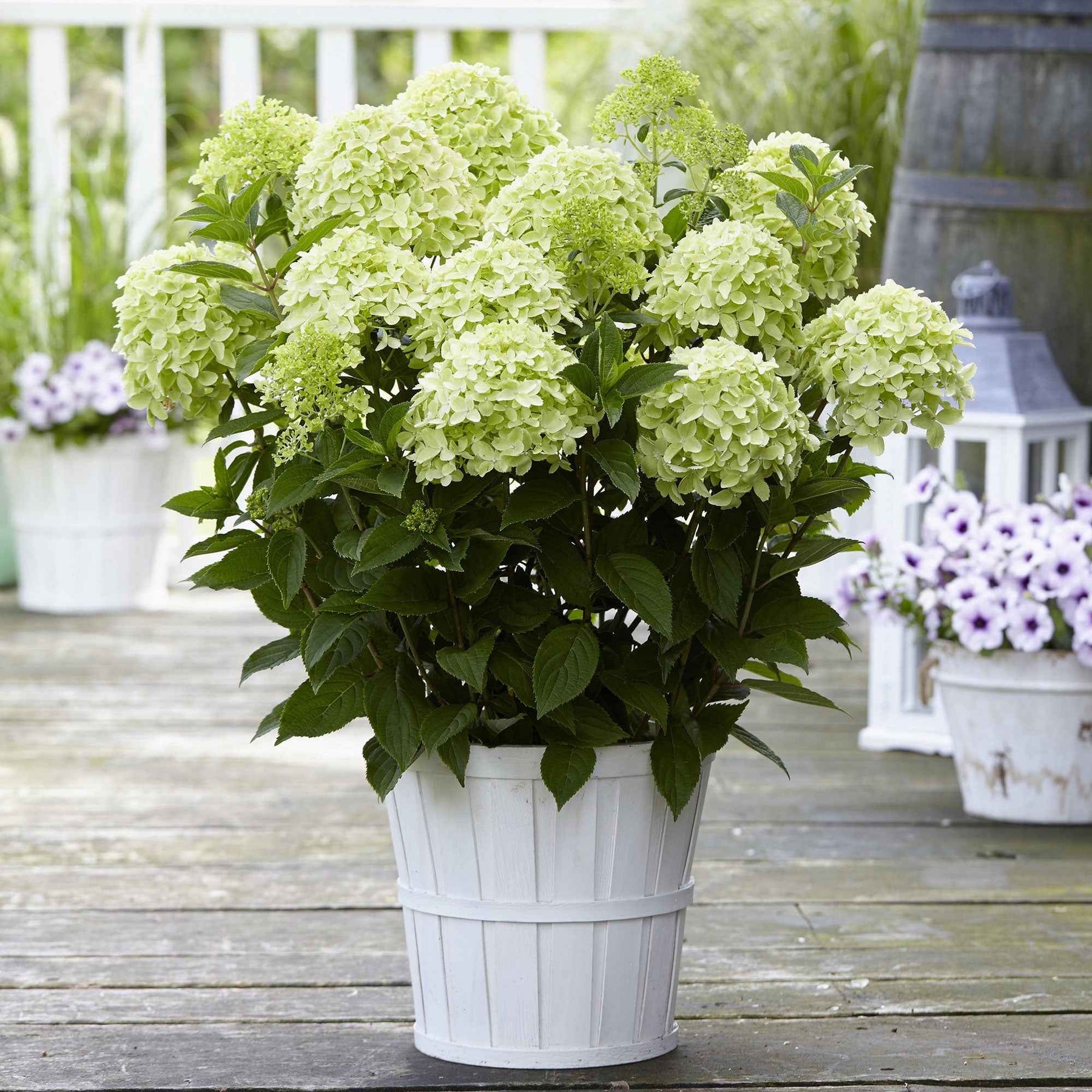 Hydrangea paniculata Whitelight - Hortensia paniculé Whitelight - Hortensia paniculé