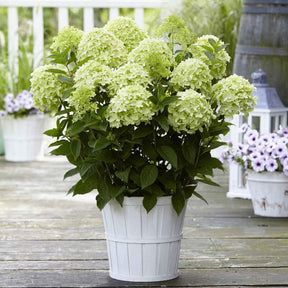 Hydrangea paniculata Whitelight - Hortensia paniculé Whitelight - Hortensia paniculé