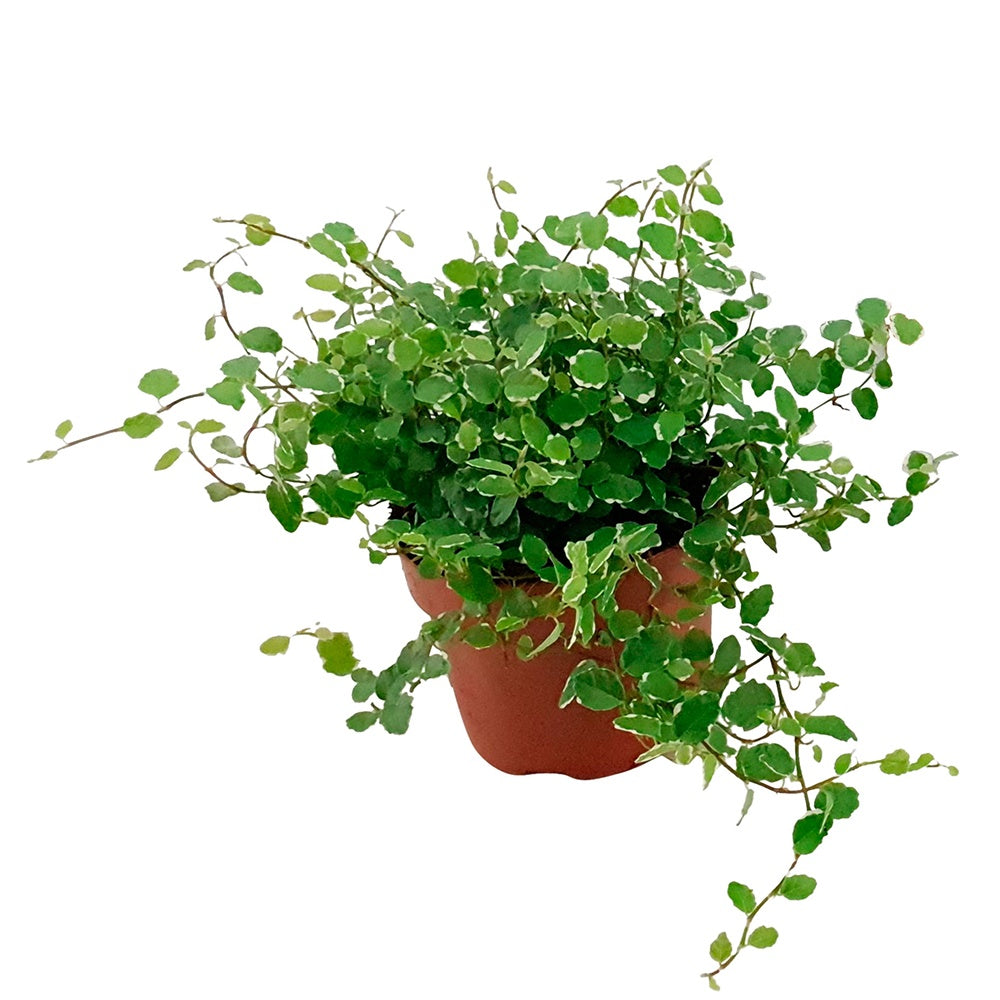 Ficus - Ficus pumila White Sunny - Ficus pumila white sunny