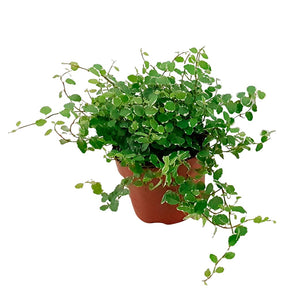 Ficus - Ficus pumila White Sunny - Ficus pumila white sunny