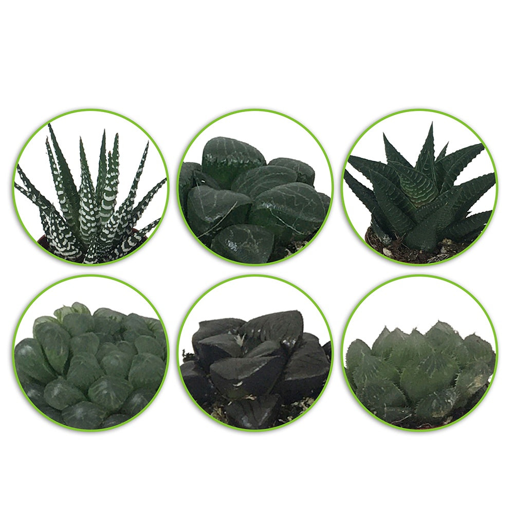 Haworthia Minima en mélange - Hawortia minima - Willemse