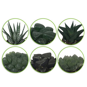 Haworthia Minima en mélange - Hawortia minima - Willemse