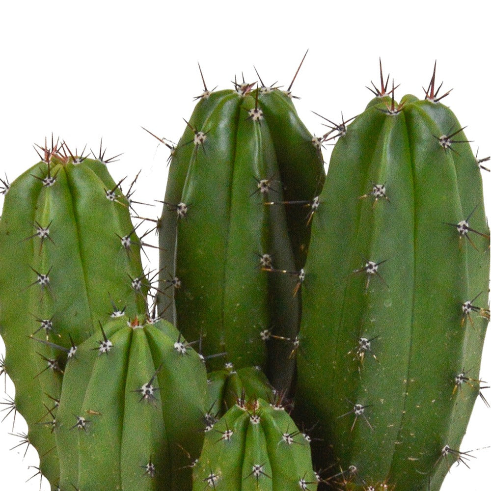 Polaskia chichipe - Polaskia Chichipe - Cactus et plantes grasses
