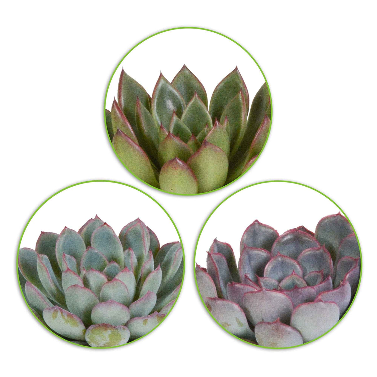 Mélange de 3 écheverias -  echeveria 'apus' ,'mira' & 'hercules' - Willemse