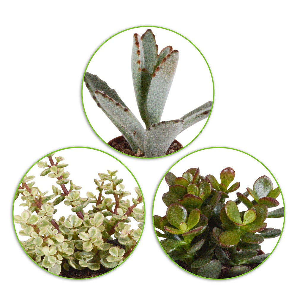 Collection de 5 succulentes - Crassula , 2 Echeveria , Portulacaria Afra, Kalanchoe Tomentosa - Willemse