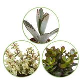 Collection de 5 succulentes - Crassula , 2 Echeveria , Portulacaria Afra, Kalanchoe Tomentosa - Willemse