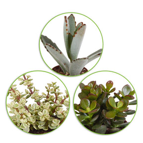 Collection de 5 succulentes - Crassula , 2 Echeveria , Portulacaria Afra, Kalanchoe Tomentosa - Willemse