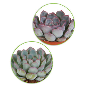 Crassula , 2 Echeveria , Portulacaria Afra, Kalanchoe Tomentosa - Collection de 5 succulentes - Cactus et plantes grasses