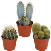 Mélange de 3 cactus - Willemse
