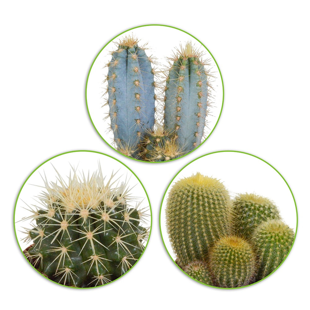 Mélange de 3 cactus -  eriocactus, pilosocereus, echinocactus - Willemse