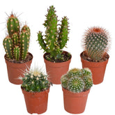 5 cactus en mélange - Mamilaria, Echinocactus, Eriocactus, Opuntiae - Willemse