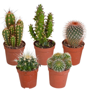 5 cactus en mélange - Mamilaria, Echinocactus, Eriocactus, Opuntiae - Willemse