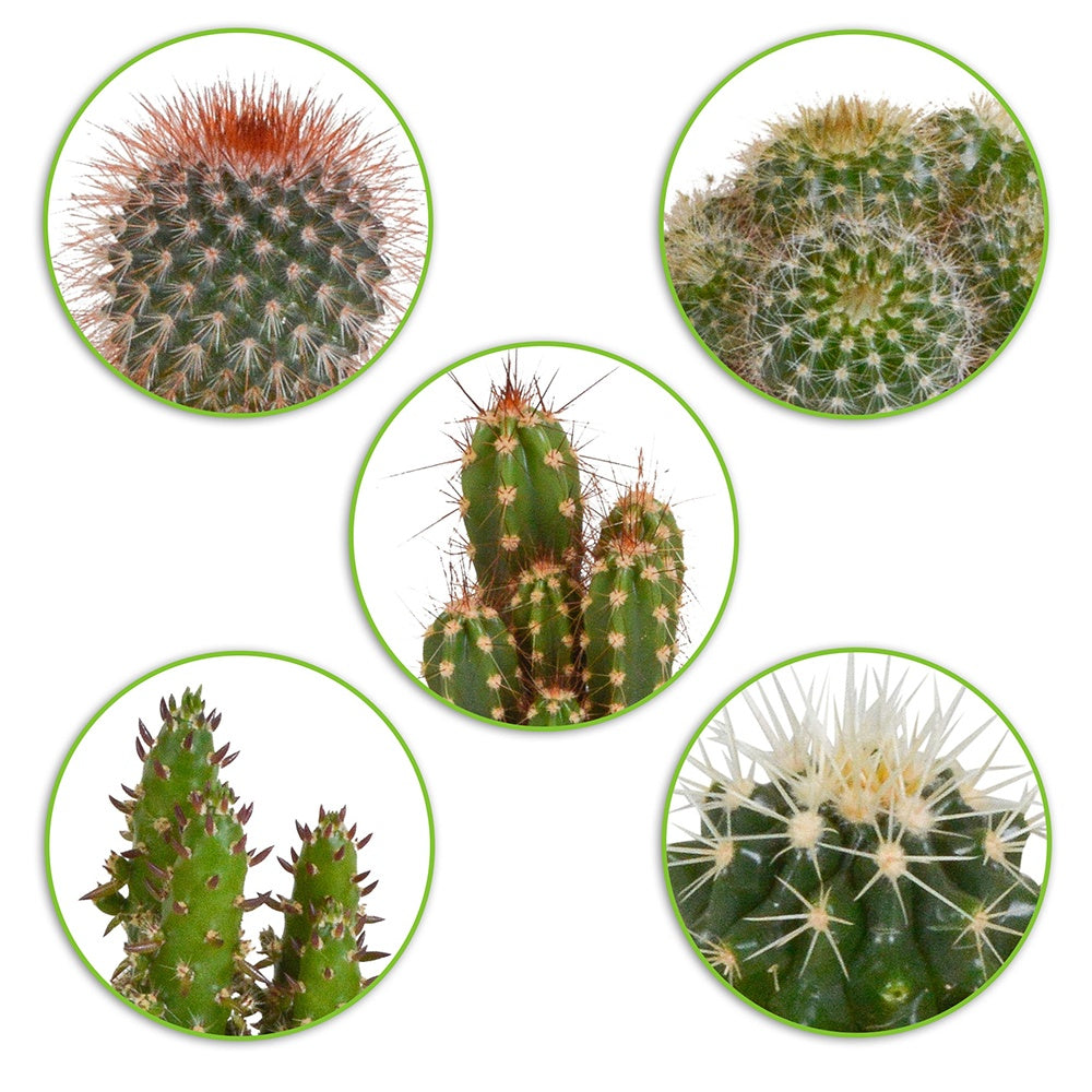 5 cactus en mélange - Mamilaria, Echinocactus, Eriocactus, Opuntiae -  mamilaria, echinicactus, eriocactus, opuntia & eriocactus - Willemse