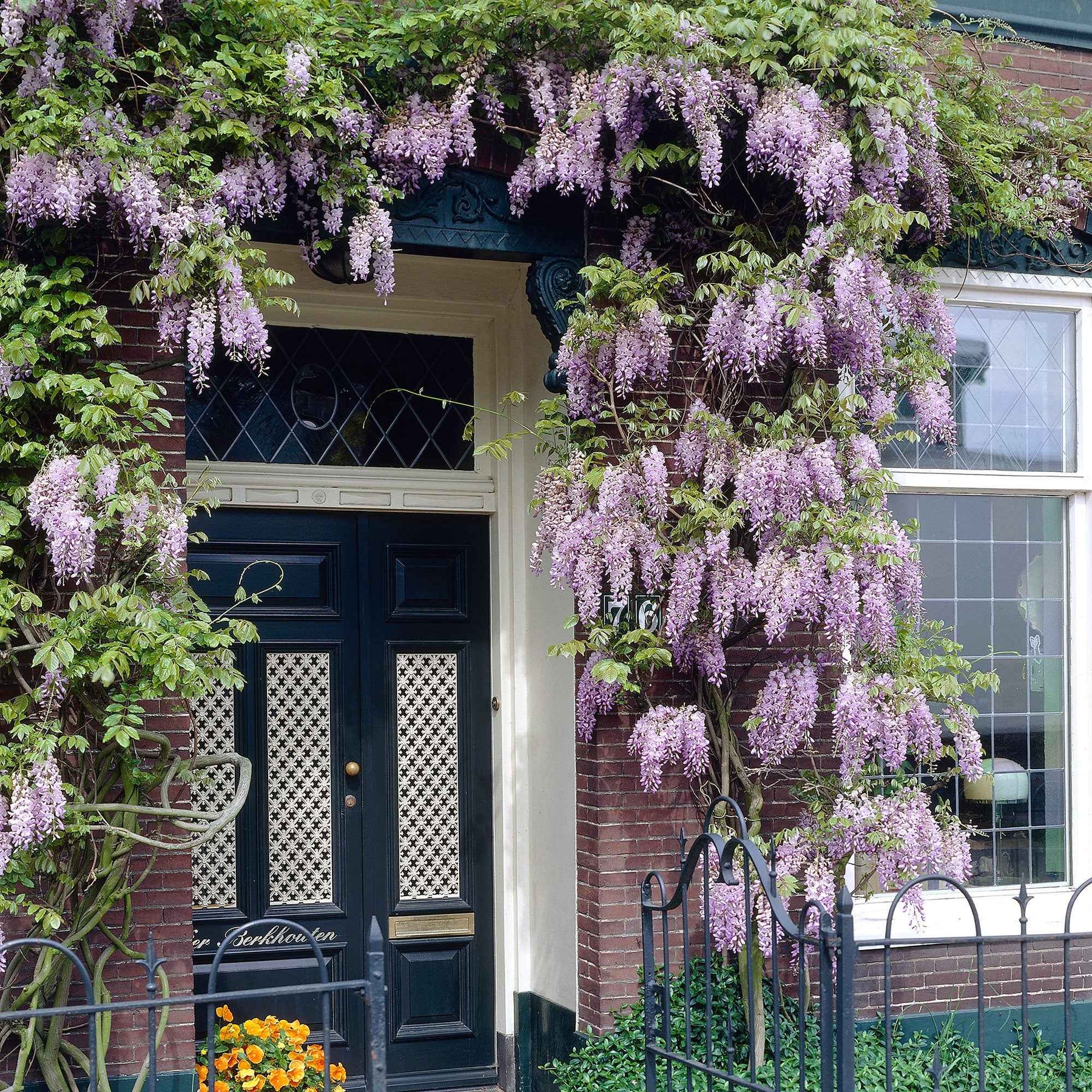 Glycine du Japon Naga Noda - Willemse